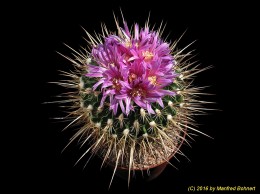 Stenocactus spec. 585